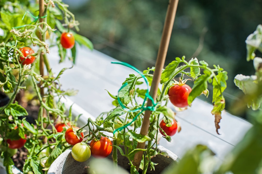 5 Common Mistakes with Container Vegetables for Small Balconies (And How to Avoid Them)
