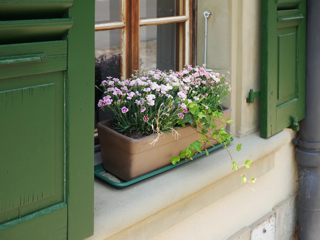 5 Common Mistakes with Culinary Herbs & Window Boxes (And How to Avoid Them)