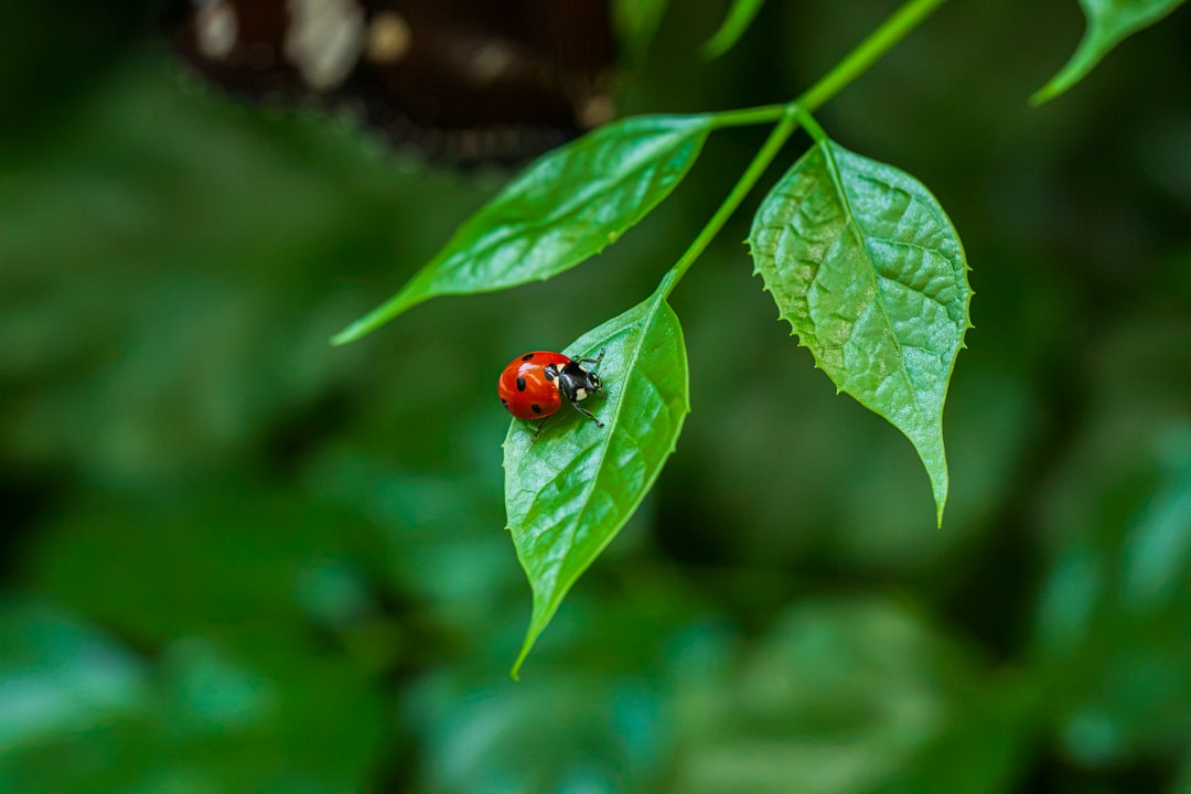 5 Common Mistakes with Natural Pest Control & Disease Defense (And How to Avoid Them)