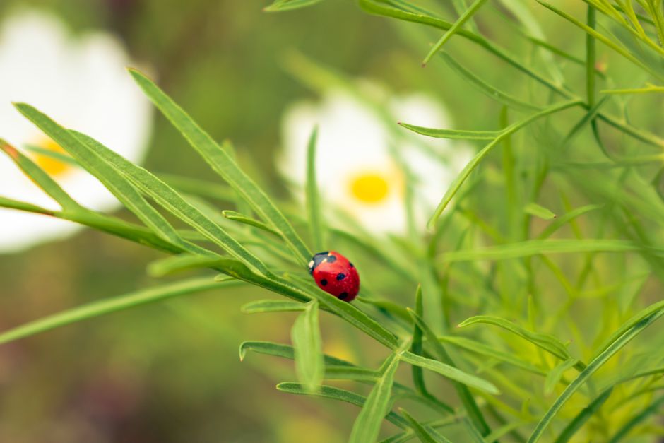A Realistic Routine for Natural Pest Control & Disease Defense That Fits a Busy Life