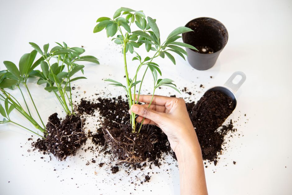 A Realistic Routine for Potting Soil Mixes & Organic Feeding That Fits a Busy Life