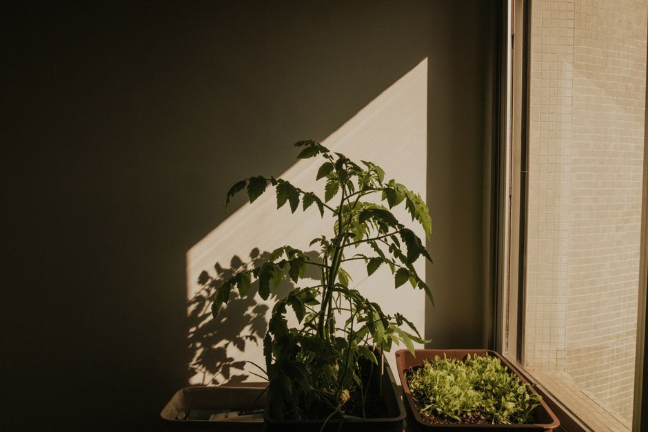Common Myths About Container Vegetables for Small Balconies I Stopped Believing