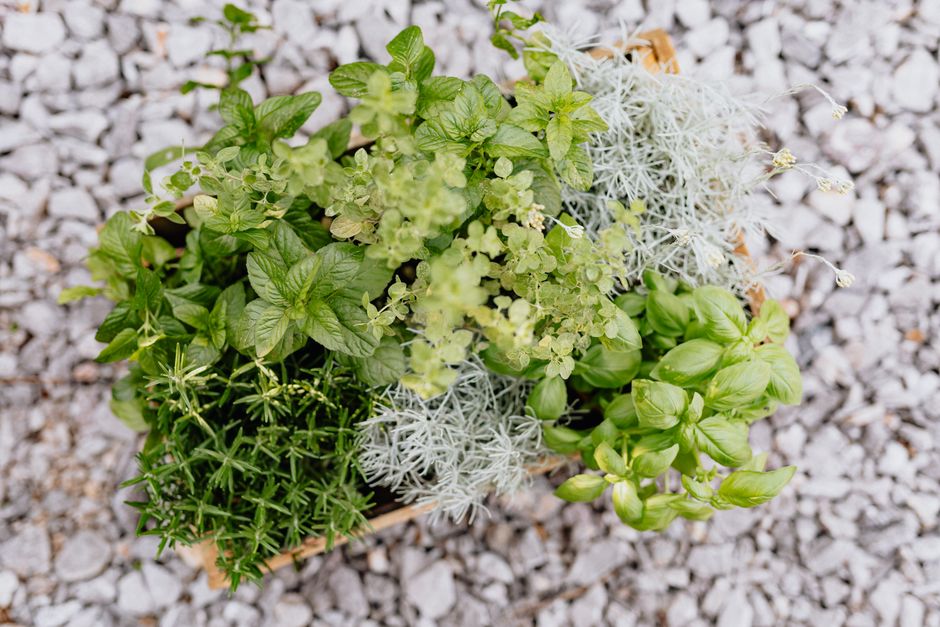 Common Myths About Culinary Herbs & Window Boxes I Stopped Believing