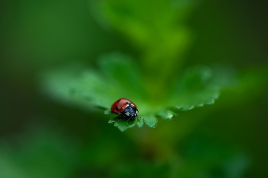 Common Myths About Natural Pest Control & Disease Defense I Stopped Believing