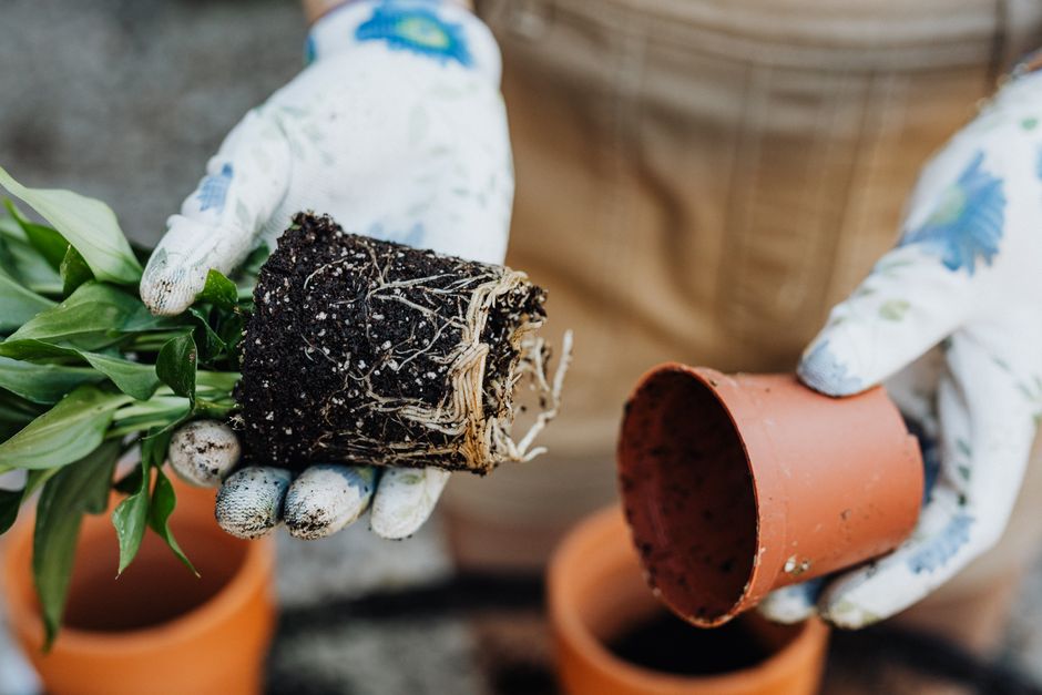 Common Myths About Potting Soil Mixes & Organic Feeding I Stopped Believing