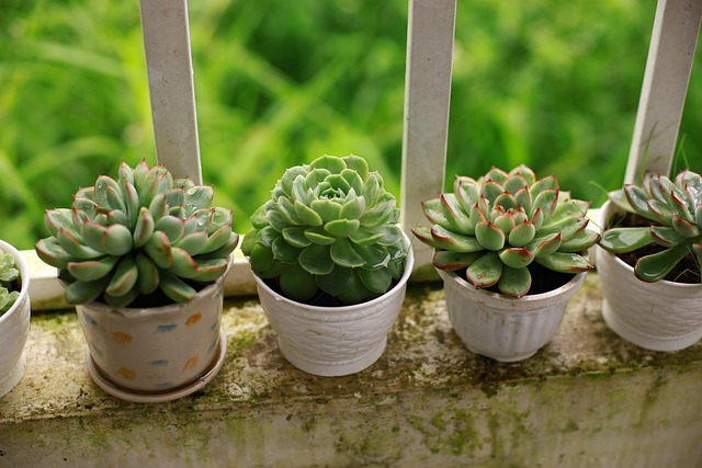 Container Vegetables for Small Balconies vs Alternatives : My Honest Hands-On Comparison