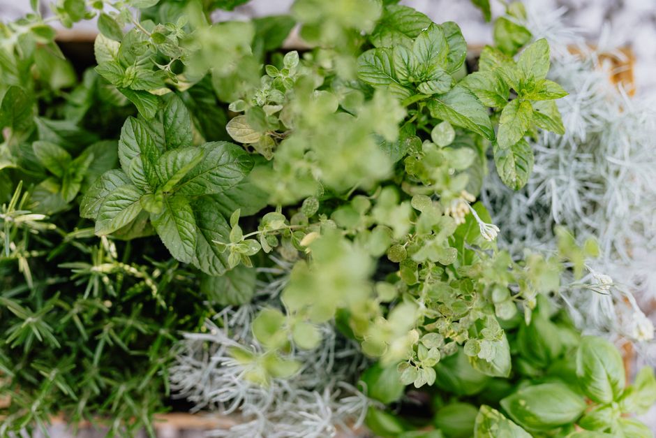 How Much Does Culinary Herbs & Window Boxes Really Cost in 2026? Budget & Gear