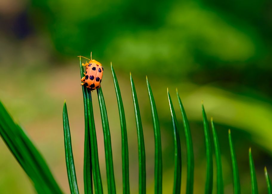 How Much Does Natural Pest Control & Disease Defense Really Cost in 2026? Budget & Gear