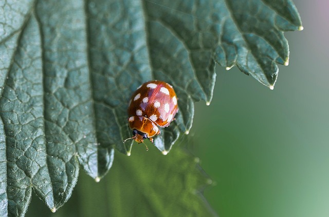 My Field Guide to Natural Pest Control & Disease Defense : What Actually Works