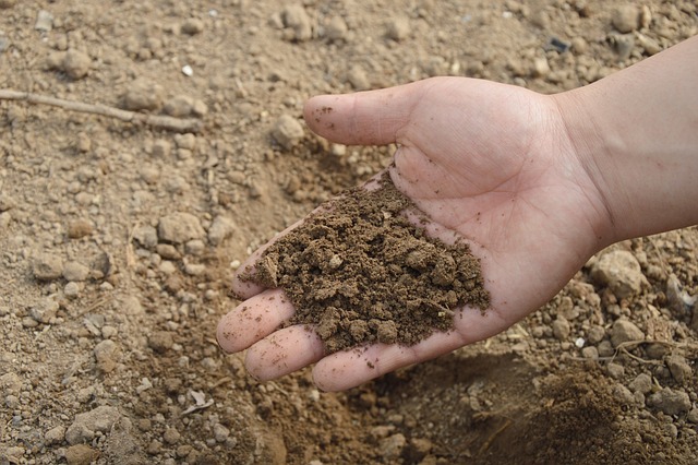 My Field Guide to Potting Soil Mixes & Organic Feeding : What Actually Works