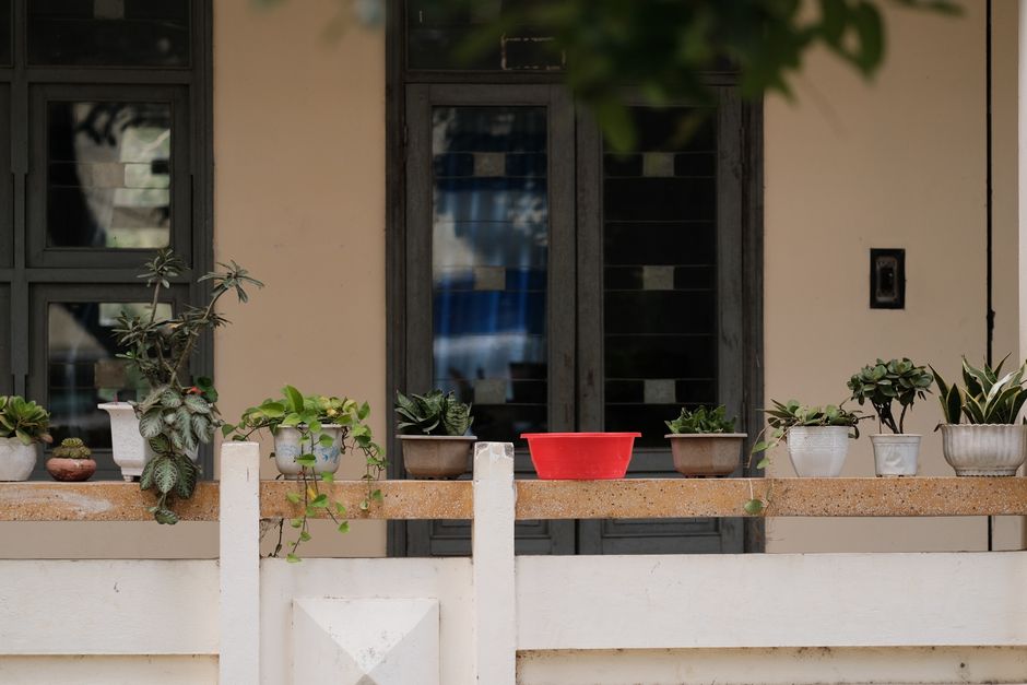 My Golden Rules for Container Vegetables for Small Balconies That Never Let Me Down