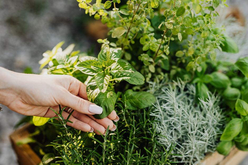 My Golden Rules for Culinary Herbs & Window Boxes That Never Let Me Down