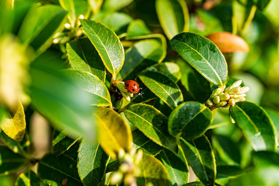 My Golden Rules for Natural Pest Control & Disease Defense That Never Let Me Down
