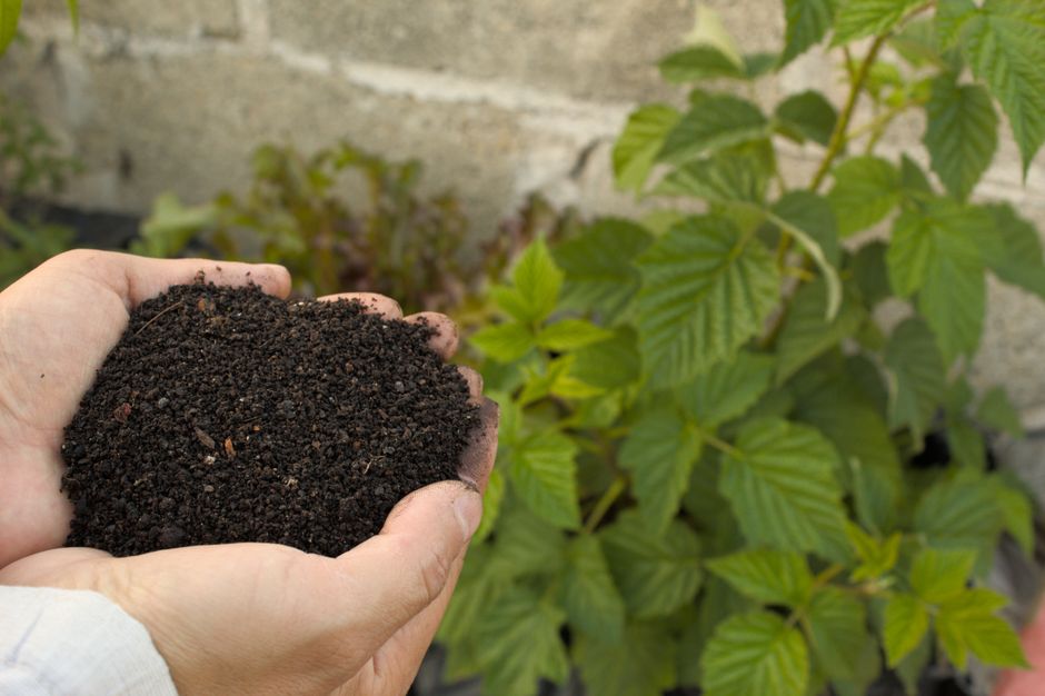 My Golden Rules for Potting Soil Mixes & Organic Feeding That Never Let Me Down