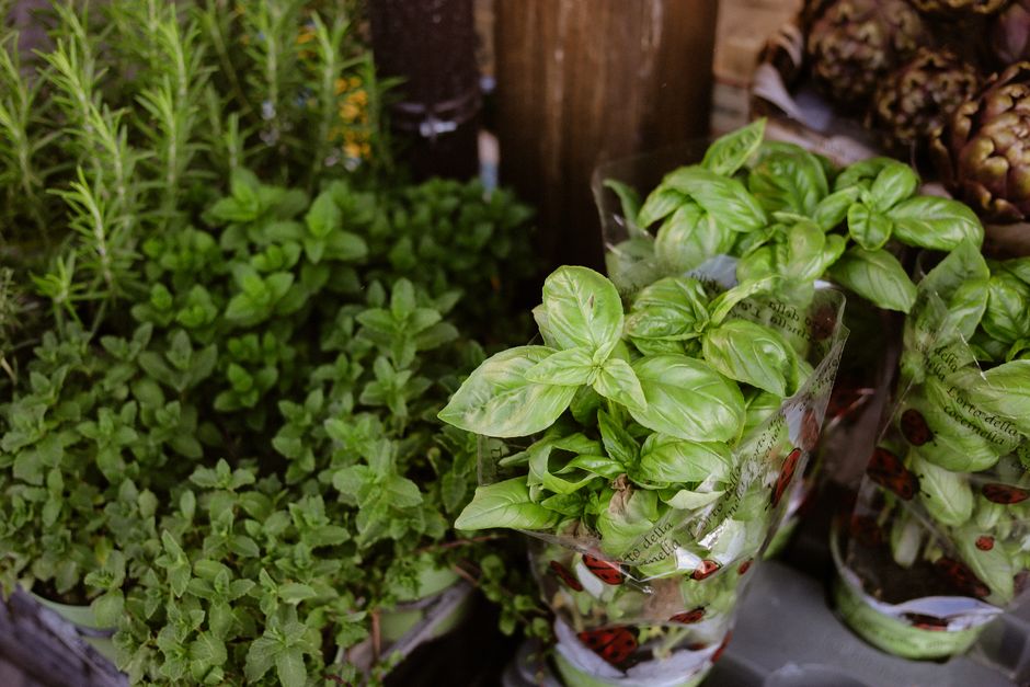 My Step-by-Step Blueprint for Culinary Herbs & Window Boxes