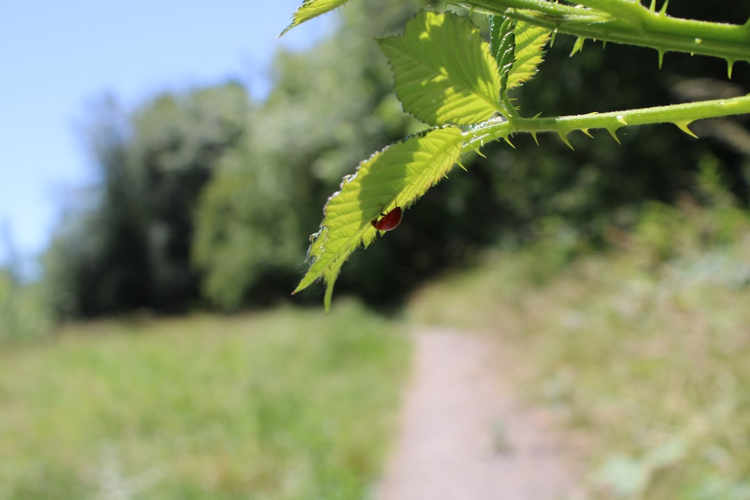 My Step-by-Step Blueprint for Natural Pest Control & Disease Defense