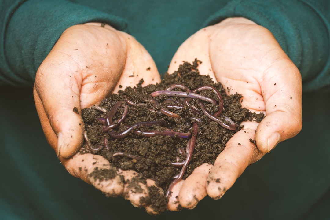 My Step-by-Step Blueprint for Potting Soil Mixes & Organic Feeding