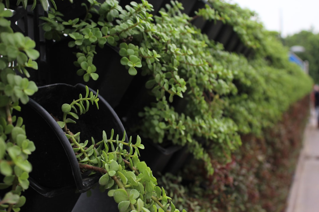 My Step-by-Step Blueprint for Vertical Planters & Trellis Setup