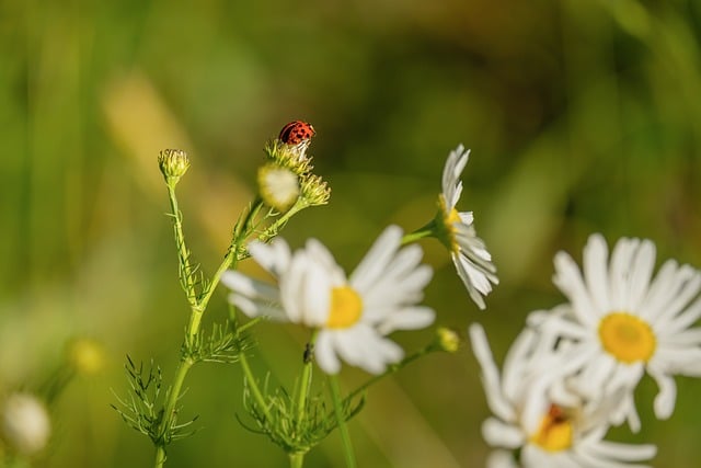 Natural Pest Control & Disease Defense vs Alternatives : My Honest Hands-On Comparison