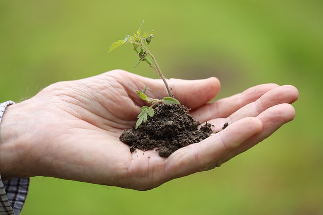 Potting Soil Mixes & Organic Feeding vs Alternatives : My Honest Hands-On Comparison