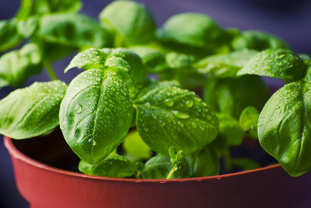 The Best Tools & Supplies I Actually Use for Culinary Herbs & Window Boxes