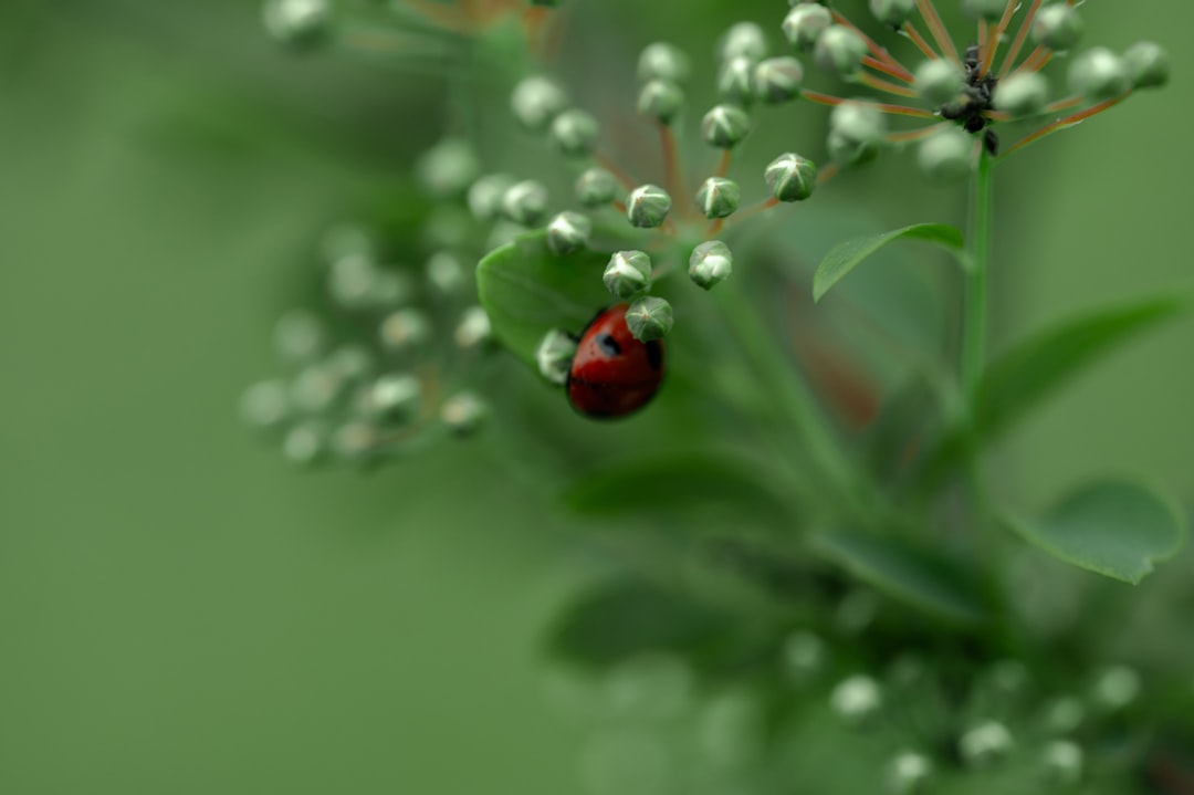 The Best Tools & Supplies I Actually Use for Natural Pest Control & Disease Defense