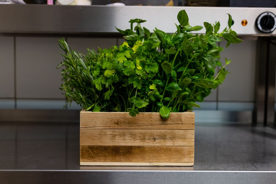 Troubleshooting Culinary Herbs & Window Boxes : Diagnosing and Fixing Problems