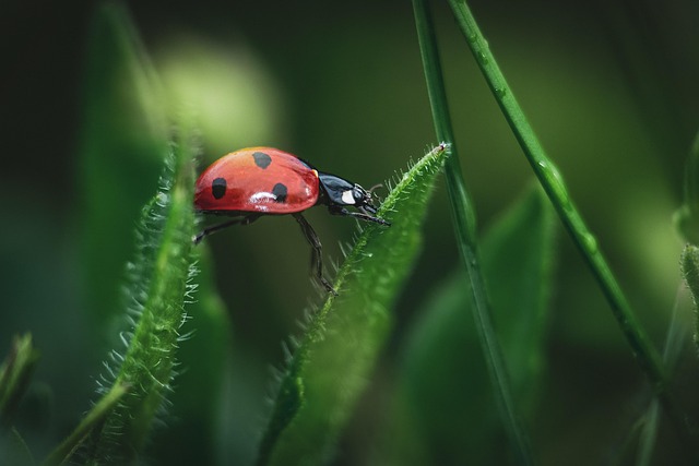 Troubleshooting Natural Pest Control & Disease Defense : Diagnosing and Fixing Problems